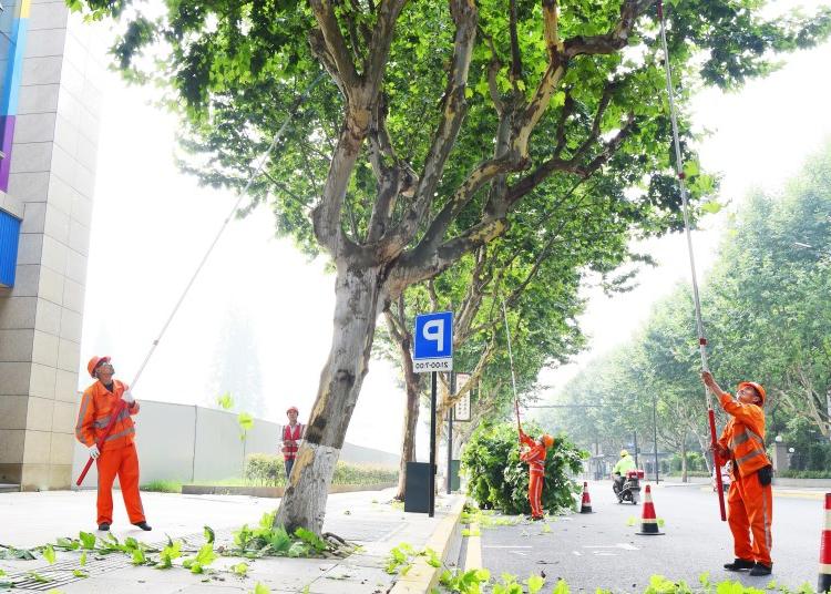 菲律宾网赌合法平台工人修剪行道树