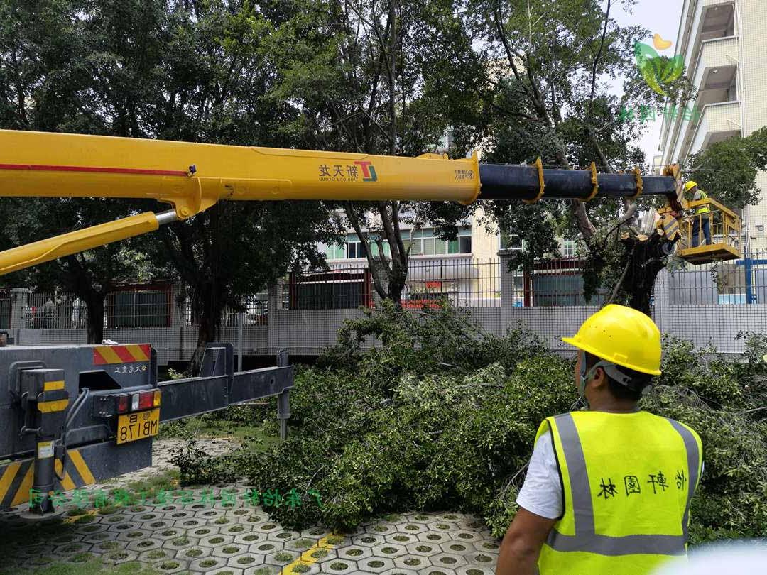 菲律宾网赌合法平台修剪工人正在修剪榕树